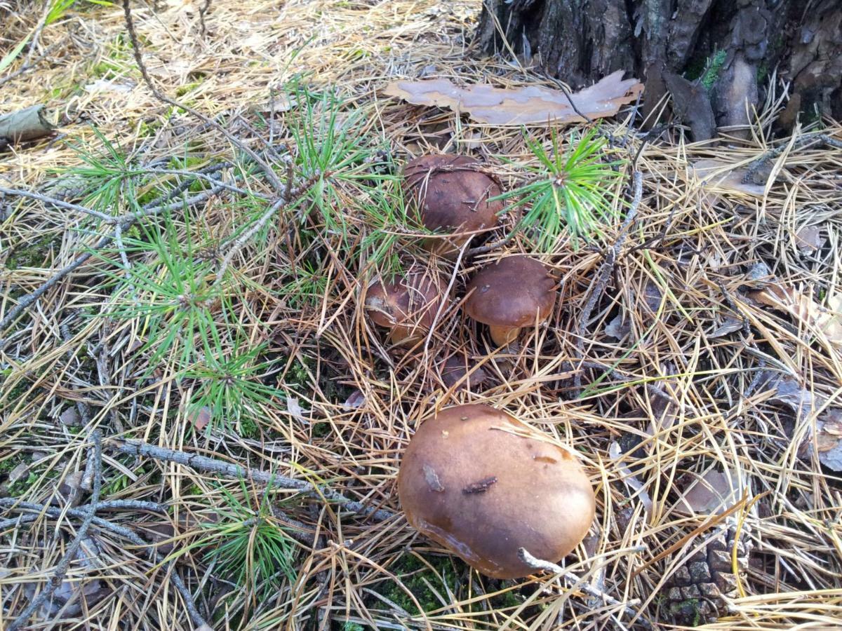 Stawy U Sikory - Dom Rybak - Agroturystyka I Lowisko Nowa Wies  Bagian luar foto