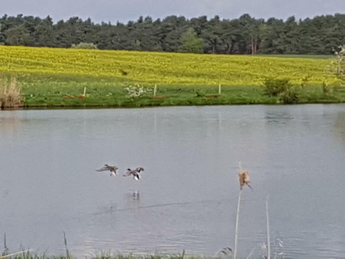 Stawy U Sikory - Dom Rybak - Agroturystyka I Lowisko Nowa Wies  Bagian luar foto